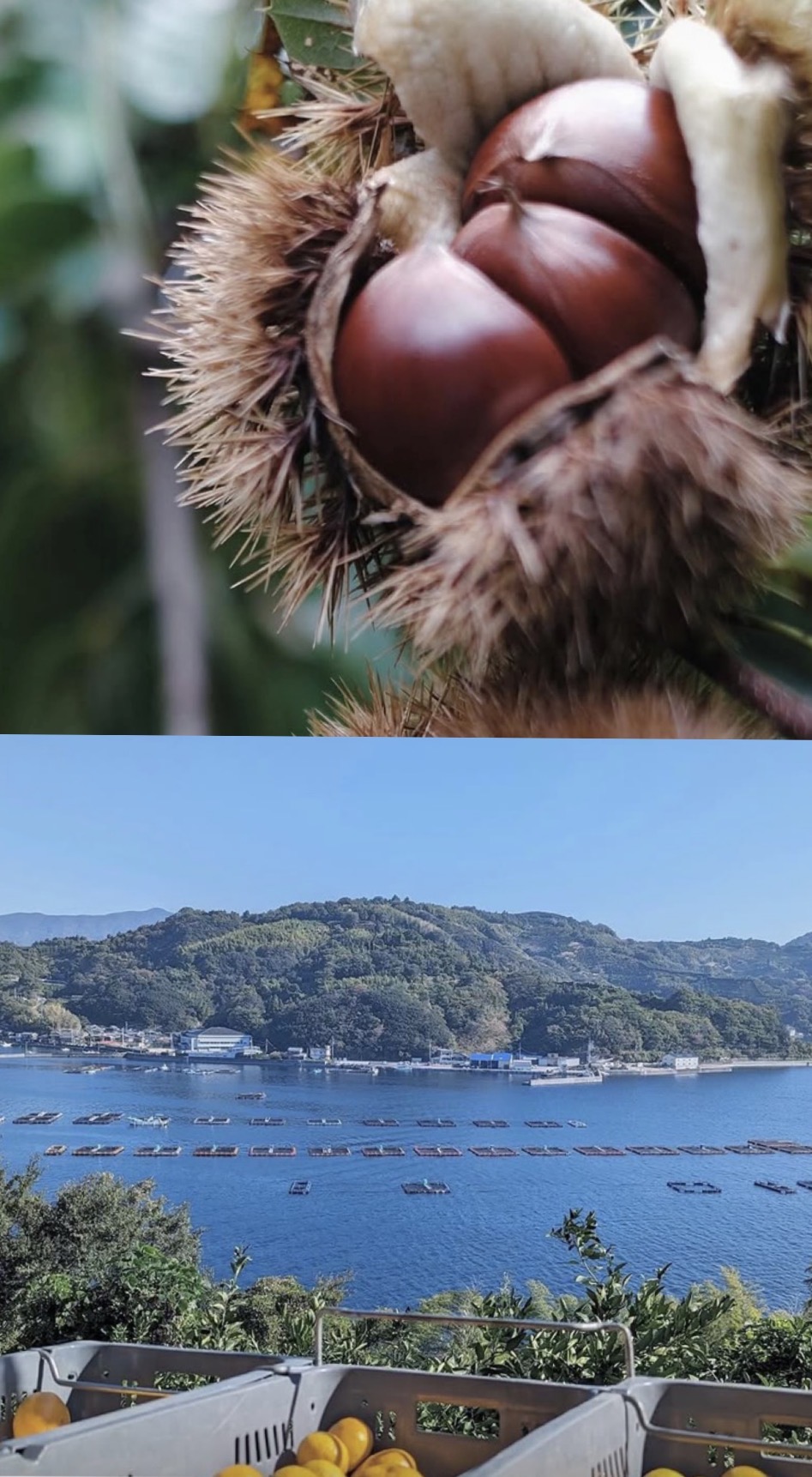 栗